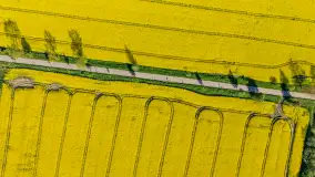 Rzepakowe pola widoczne z lotu ptaka, maj 2024 r. - zdjęcie 27
