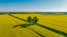 Rzepakowe pola widoczne z lotu ptaka, maj 2024 r. - zdjęcie 36