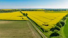 Rzepakowe pola widoczne z lotu ptaka, maj 2024 r. - zdjęcie 40