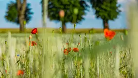 Czerwień mazurskich maków, czerwiec 2024 r. - zdjęcie 16