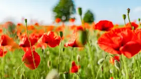 Czerwień mazurskich maków, czerwiec 2024 r. - zdjęcie 17