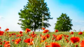 Czerwień mazurskich maków, czerwiec 2024 r. - zdjęcie 9