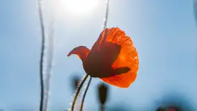 Czerwień mazurskich maków, czerwiec 2024 r. - zdjęcie 18