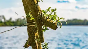 Plaża nad jeziorem Rydzówka pod koniec maja 2024 r. - zdjęcie 24