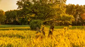 Mazury w wieczornych promieniach słońca, maj 2024 r. - zdjęcie 25