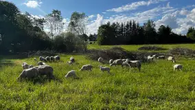 Odkryj Smak Mazur: Wybierz Lokalne Produkty z Gospodarstwa Ekologicznego Mazurska Jagnięcina na Swój Rejs Jachtem - zdjęcie 18