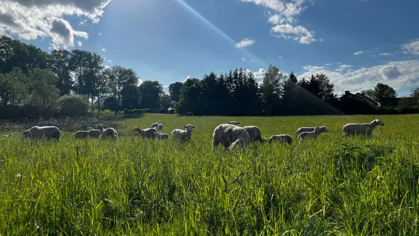 Odkryj Smak Mazur: Wybierz Lokalne Produkty z Gospodarstwa Ekologicznego Mazurska Jagnięcina na Swój Rejs Jachtem - zdjęcie 11