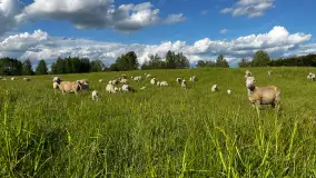 Odkryj Smak Mazur: Wybierz Lokalne Produkty z Gospodarstwa Ekologicznego Mazurska Jagnięcina na Swój Rejs Jachtem - zdjęcie 8