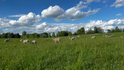 Odkryj Smak Mazur: Wybierz Lokalne Produkty z Gospodarstwa Ekologicznego Mazurska Jagnięcina na Swój Rejs Jachtem