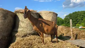 Chèvre au lait: Kozie Sery Tworzone z Pasją przez Panią Martę - zdjęcie 9