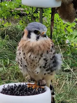 Średniowieczne klimaty gościły w Rynie na Mazurach - zdjęcie 39
