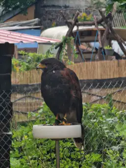 Średniowieczne klimaty gościły w Rynie na Mazurach - zdjęcie 36