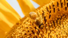 Mazurskie słoneczniki, sierpień 2024 r. - zdjęcie 14