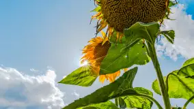 Mazurskie słoneczniki, sierpień 2024 r. - zdjęcie 17