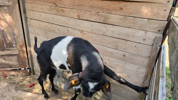 Odkryj Wyjątkowy Smak Kozich Serów od Pani Marty z Mazurskiej Firmy Chèvre au lait - zdjęcie 5