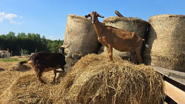 Odkryj Wyjątkowy Smak Kozich Serów od Pani Marty z Mazurskiej Firmy Chèvre au lait - zdjęcie 2