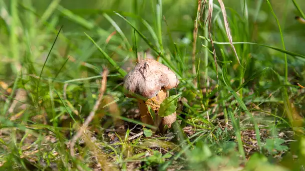 Grzybobranie z Ośrodkiem Wypoczynkowym Wodnik – Święto Lasu i Grzybów - zdjęcie 10