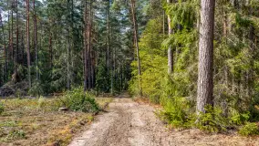 Puszcza Piska na początku września 2024 r. - zdjęcie 76