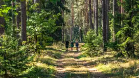 Puszcza Piska na początku września 2024 r. - zdjęcie 26