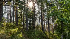 Puszcza Piska na początku września 2024 r. - zdjęcie 80