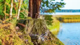 Puszcza Piska na początku września 2024 r. - zdjęcie 87