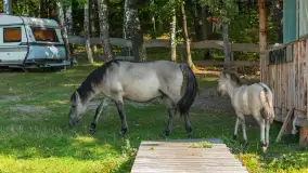 Koniki Polskie na bindudze Tarpan II, wrzesień 2024 r. - zdjęcie 23