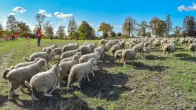 Fotorelacja z Mazurskiego Redyku w Sołdanach, październik 2024 - zdjęcie 38