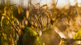 Wschód słońca nad jeziorem Iławki, październik 2024 r. - zdjęcie 26