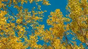 Jesień nad jeziorem Niegocin, październik 2024 r. - zdjęcie 12