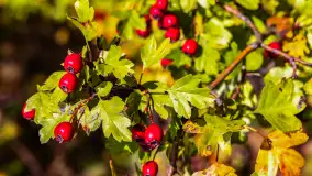 Jesień nad jeziorem Niegocin, październik 2024 r. - zdjęcie 16