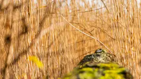 Kolory Mazur w drugiej połowie listopada, 2024 r. - zdjęcie 6