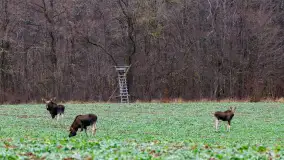 Kolory Mazur w drugiej połowie listopada, 2024 r. - zdjęcie 21