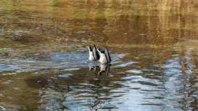 Krutynia na początku listopada 2024 - zdjęcie 11