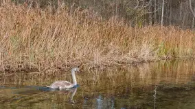 Krutynia na początku listopada 2024 - zdjęcie 23