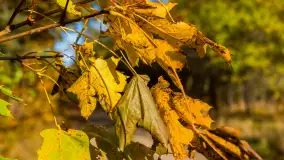 Podsumowanie mazurskiej, złotej jesieni 2024, cz. I - zdjęcie 16