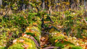 Podsumowanie mazurskiej, złotej jesieni 2024, cz. I - zdjęcie 51