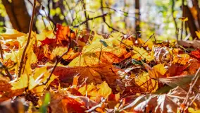 Podsumowanie mazurskiej, złotej jesieni 2024, cz. II - zdjęcie 29