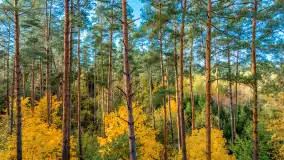 Podsumowanie mazurskiej, złotej jesieni 2024, cz. II - zdjęcie 2