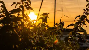 Zachód słońca, port 110, Iława - zdjęcie 22