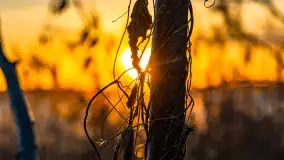 Zachód słońca nad jeziorem Tajty, styczeń 2025 r. - zdjęcie 24