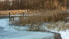 Łabędzi Ostrów w Pięknej Górze w zimowej aurze, styczeń 2025 r. - zdjęcie 4