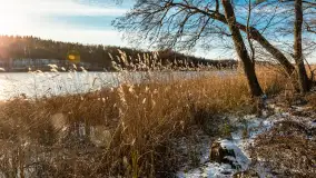 Łabędzi Ostrów w Pięknej Górze w zimowej aurze, styczeń 2025 r. - zdjęcie 2