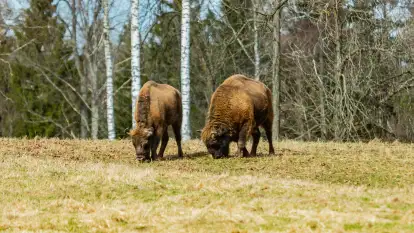 Przedwiośnie w Puszczy Boreckiej, kwiecień 2021 r.