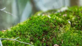 Przedwiośnie w Puszczy Boreckiej, kwiecień 2021 r. - zdjęcie 21