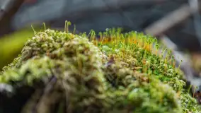 Przedwiośnie w Puszczy Boreckiej, kwiecień 2021 r. - zdjęcie 11