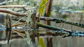 Przedwiośnie w Puszczy Boreckiej, kwiecień 2021 r. - zdjęcie 25