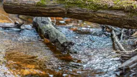 Przedwiośnie w Puszczy Boreckiej, kwiecień 2021 r. - zdjęcie 40