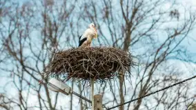 Przedwiośnie w Puszczy Boreckiej, kwiecień 2021 r. - zdjęcie 29