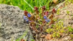 Jezioro Gawlik na początku później wiosny, maj 2021 r. - zdjęcie 14