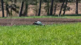 Wiosenne akcenty na mazurskich łąkach, maj 2021 r. - zdjęcie 11